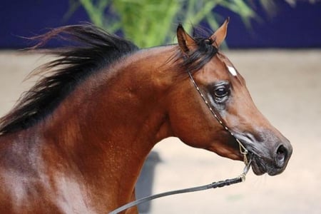 Beautiful Arabian Horse - horse, animals, beauty, arabian, nature