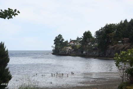 Victoria Shore - oceans, green, trees, photography