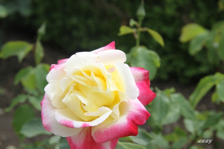 Victoria Beautiful Roses - yellow, photography, red, green, flowers