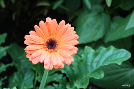 Victoria Orange Gerbera - green, flowers, gerbera, photography