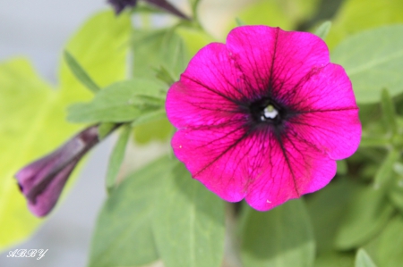 Victoria Pink Petunias - Flowers, green, Photography, petunias, pink