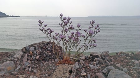 Sea Lavender - flowers, lavender, beach, devon, plants, sea