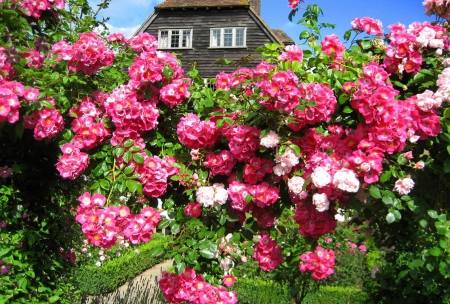 Roses garden - pretty, roses, alley, summer, pink, home, leaves, flowers, countryside, garden, yard, sky, house, beautiful, lovely, village, bush, nature