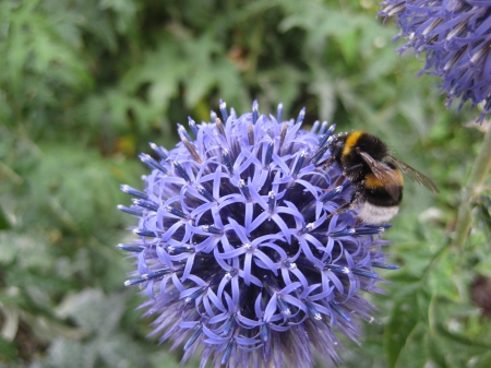 Bumblebee on thistle flower