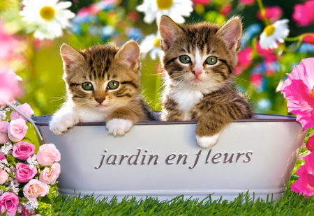 In the garden - summer, cute, beautiful, kittens, adorable, grass, cats, animal, flowers, kitties, sweet, garden, playing, nice, friends, lovely, fluffy