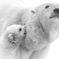 Polar bears