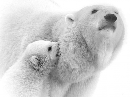 Polar bears - bears, photo, white, polar bears