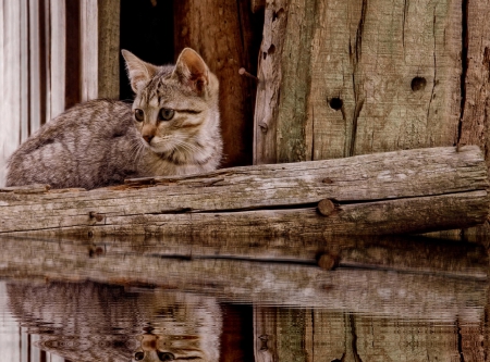 Cat - sleeping, beauty, cat face, hat, animals, sleepy, paws, face, pretty, cute, cat, kitty, lovely, kitten, cats, beautiful, sweet