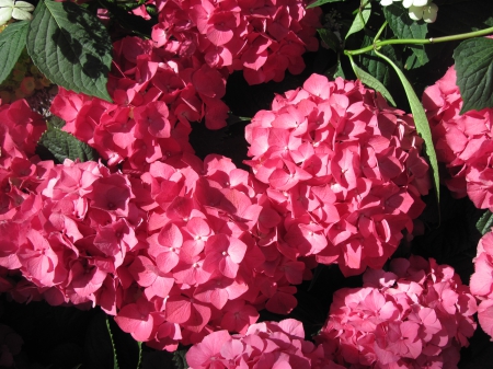 Flowers Contrast background 07 - Flowers, garden, red, green, photography, hydrangeas