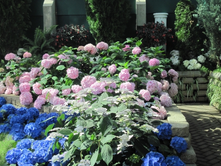 Flowers Contrast background 11 - pink, blue, photography, green, hydrangeas, flowers, garden