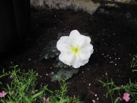 Flowers Contrast background 15 - white, photography, green, flowers, garden