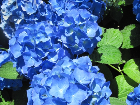 Flowers Contrast background 16 - photography, blue, green, hydrangeas, flowers, garden