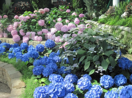 Flowers Contrast background 19 - pink, blue, photography, green, hydrangeas, flowers, garden