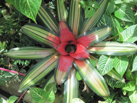 Flowers Contrast background 22 - Flowers, garden, red, green, photography