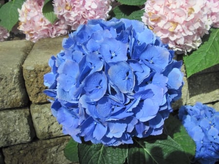 Flowers Contrast background 26 - photography, blue, green, hydrangeas, flowers, garden