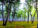 mystical birch forest