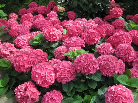 Flowers Contrast background 29 - Red, Flowers, photography, Garden, Hydrangeas