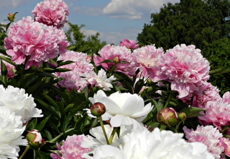 Beautiful peonies - image, wallpaper, color, expression, new