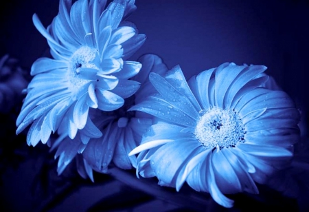 Blue dreams - image, expression, color, new, wallpaper