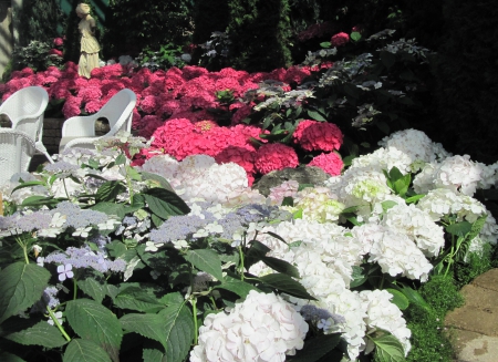 Flowers Contrast background 34 - white, red, photography, flowers, hydrangeas, garden