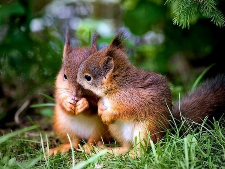 A little chat - pair, brown, animals, grass, squirrels, cute