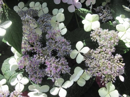 Flowers Contrast background 44 - white, photography, green, flowers, garden