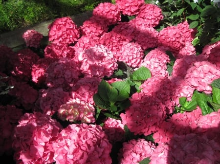 Flowers Contrast background 46 - red, photography, green, hydrangeas, flowers