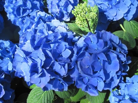 Flowers Contrast background 48 - photography, blue, green, hydrangeas, flowers, garden