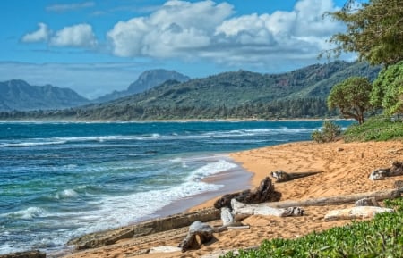 Driftwood on a beautiful yellow sand beach on Kauai Hawaii