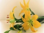 Sunny lilies