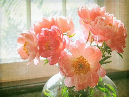 Morning light - flowers, vase, peonies, light