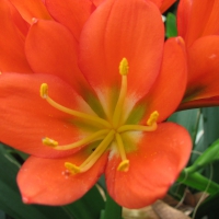 Orange Clivia Minata Flower