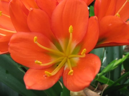 Orange Clivia Minata Flower - clivia, white, minata, center, nature, orange, flower, petals