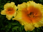 Large Orange and Yellow Hibiscus