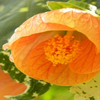 Orange Bell Shaped Flower
