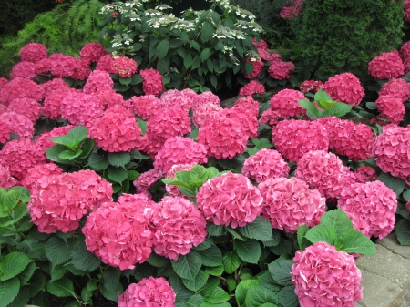 Flowers Contrast background 64 - hydrangeas, red, garden, flowers, photography, green