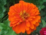 Large Orange Flower