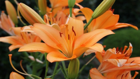 Orange Lily - nature, buds, lily, petals, leaves, orange, green, large