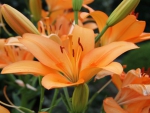 Orange Lily