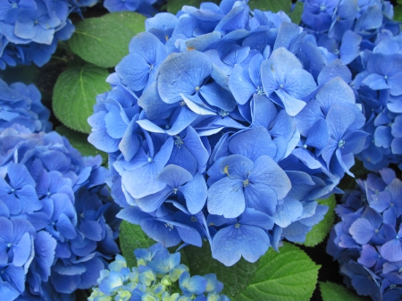 Flowers Contrast background 72 - hydrangeas, garden, flowers, photography, blue, green