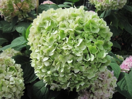 Flowers Contrast background 73 - hydrangeas, garden, flowers, photography, green