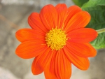 Orange Petal Flower