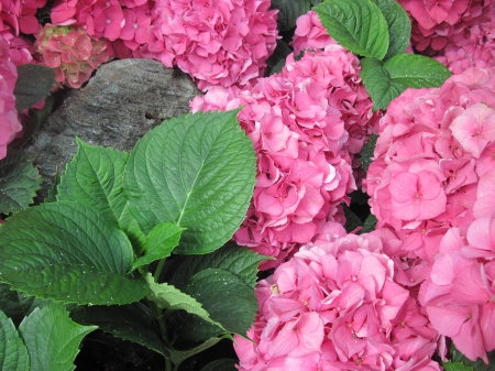 Flowers Contrast background 76 - hydrangeas, red, garden, flowers, photography