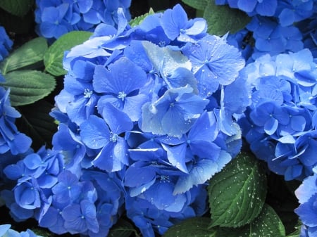 Flowers Contrast background 77 - hydrangeas, flowers, photography, blue, green