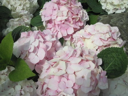 Flowers Contrast background 82 - pink, photography, green, flowers, leaf, hydrangeas