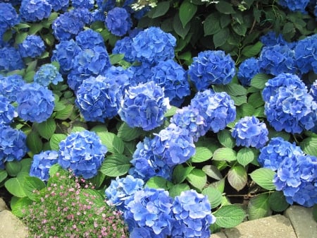 Flowers Contrast background 83 - photography, blue, green, hydrangeas, flowers, garden