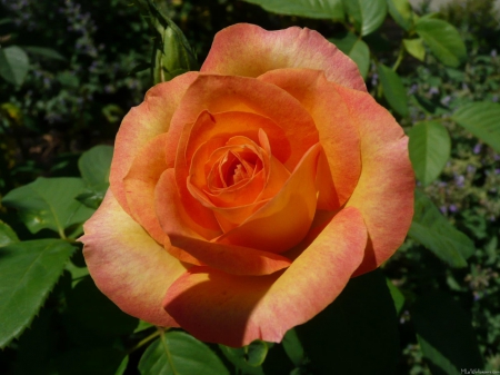 Orange Rose - nature, green, rose, orange, petals, shadow, leaves