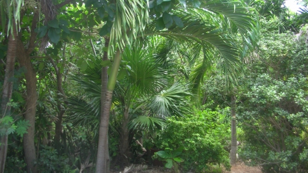 Cancun Jungle - cancun, mexico, trees, jungle