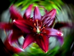 Red Lily