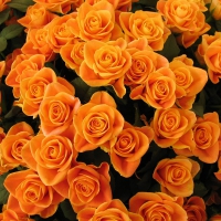 Orange Rose Petals Buds